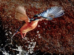 岩陰から飛び出したカワセミ♀②