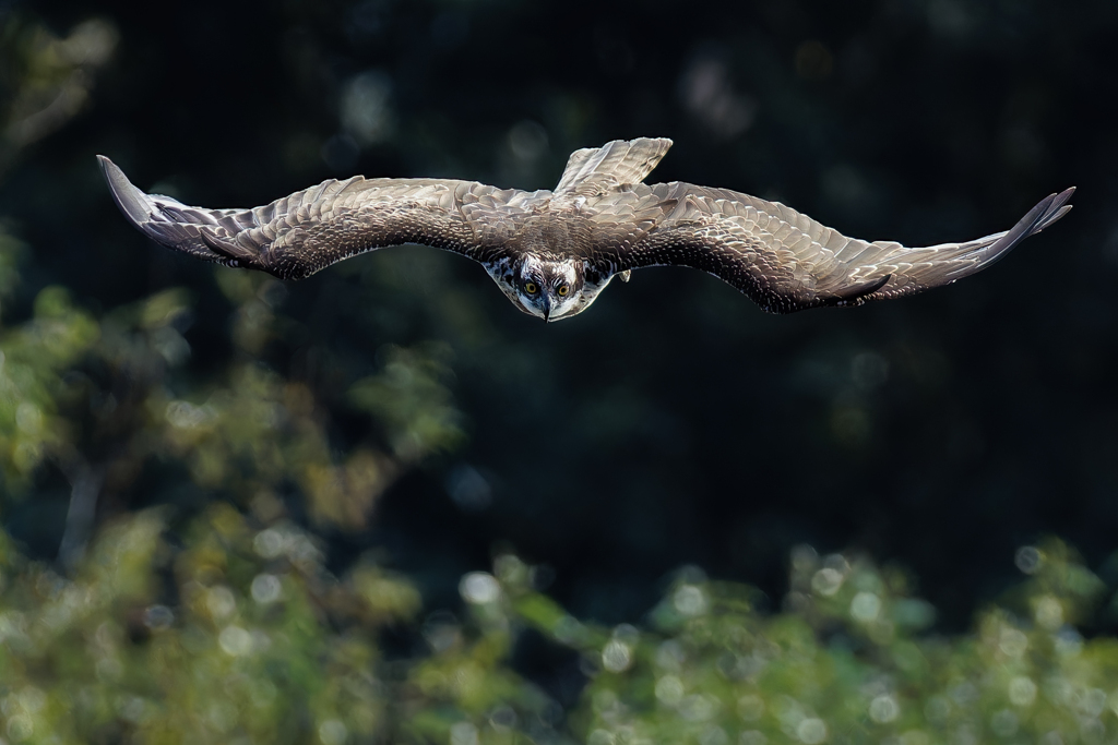 ミサゴの着水態勢①