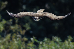ミサゴの着水態勢①