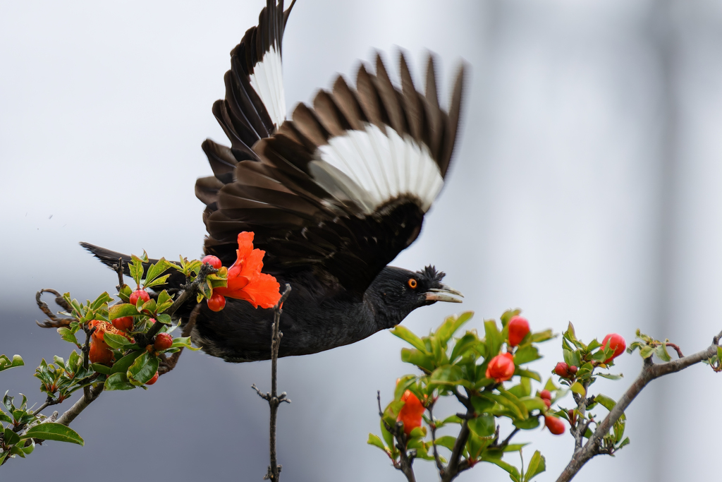 ハッカチョウの飛び出し
