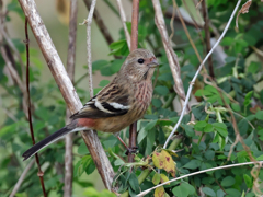 ベニマシコ♀