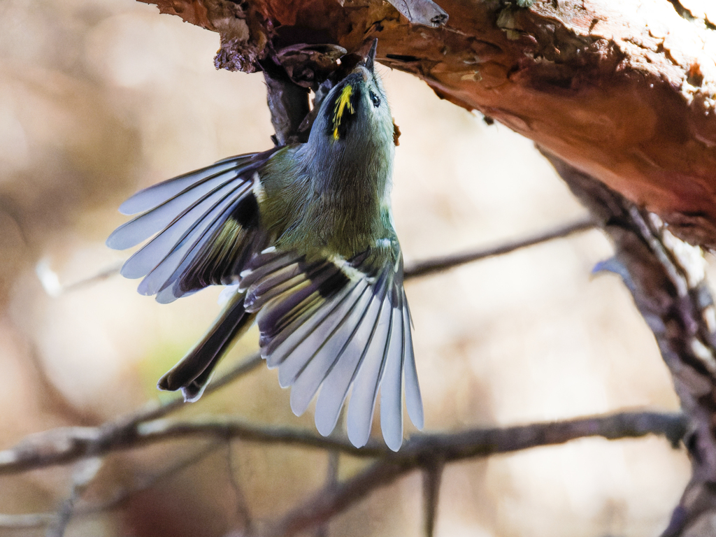 飛び着く菊ちゃん