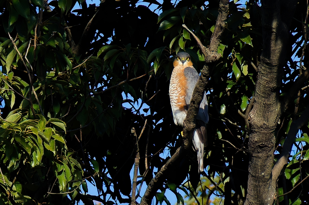 睨むハイタカ成鳥