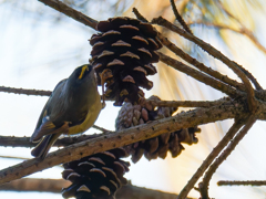 菊ちゃん虫を見つけました！