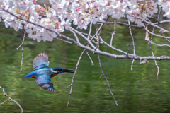 満開桜と共に、、、