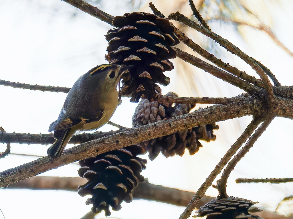 餌を探す菊ちゃん