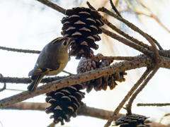 餌を探す菊ちゃん