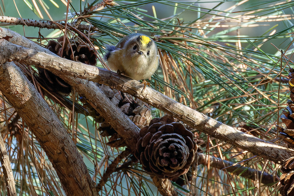 半開き菊ちゃん