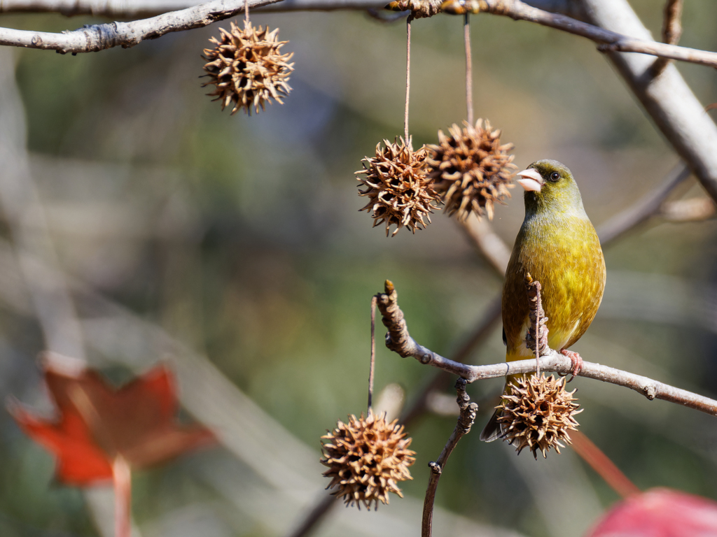 どれにしようかなぁー！