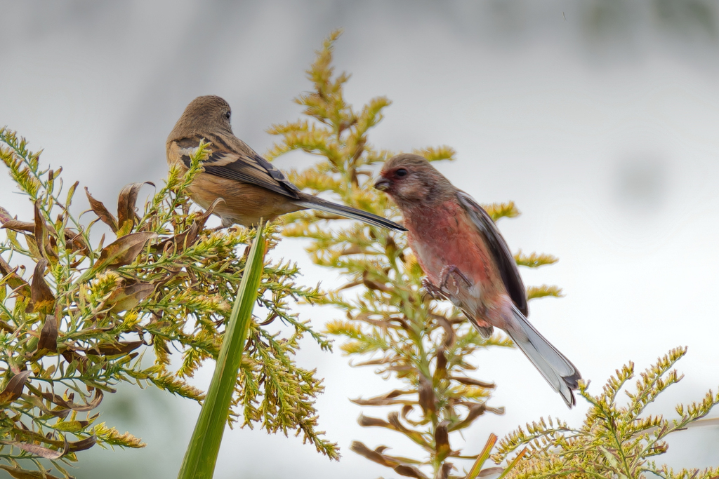 背高泡立ち草に留まったベニマシコペアー