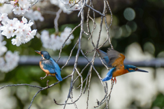 背中合わせのカワセミ