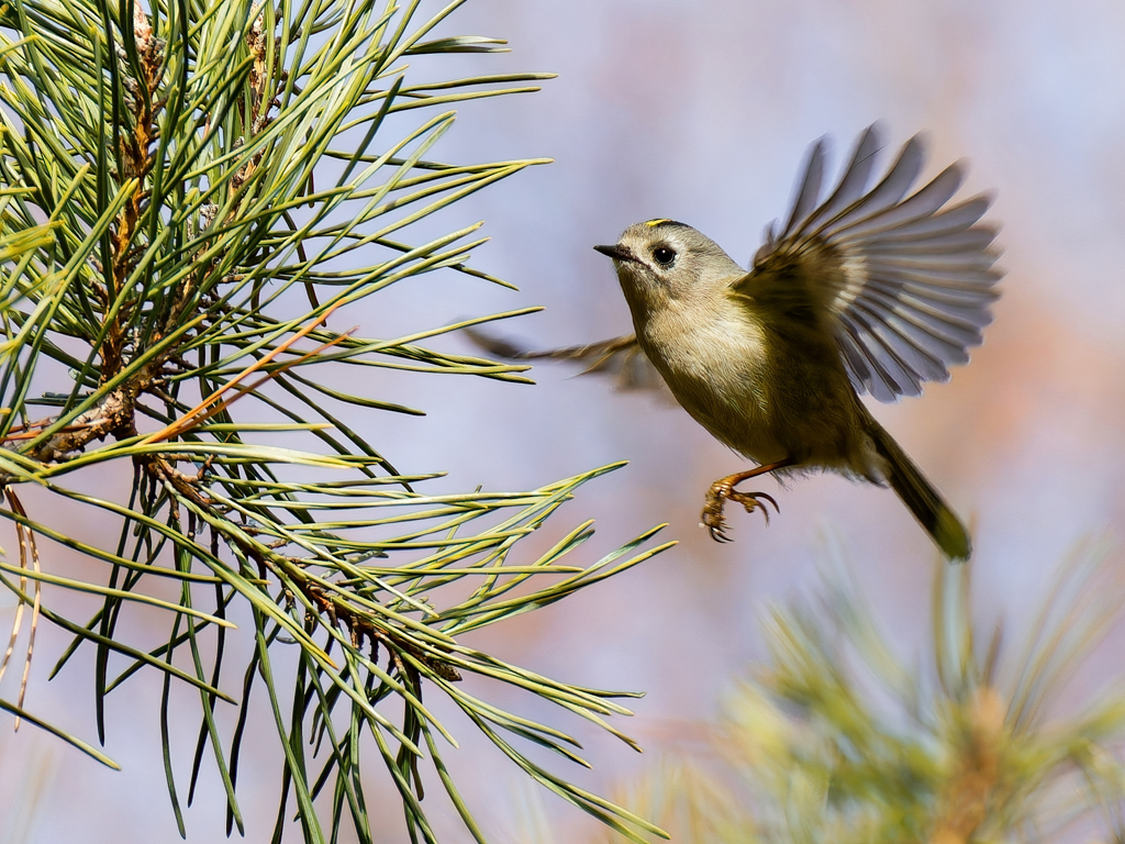 キクイタダキのホバリング①