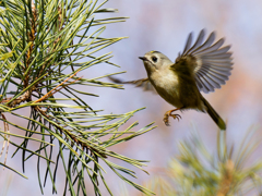 キクイタダキのホバリング①
