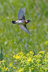 からし菜群生を飛ぶ黒ノビタキ