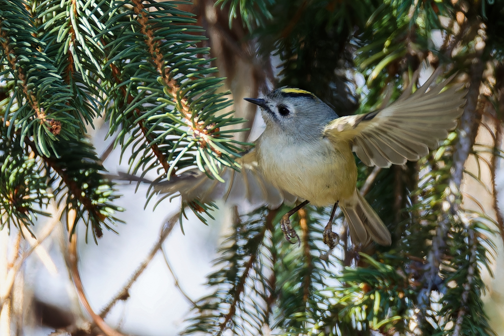 菊ちゃんのホバリング②