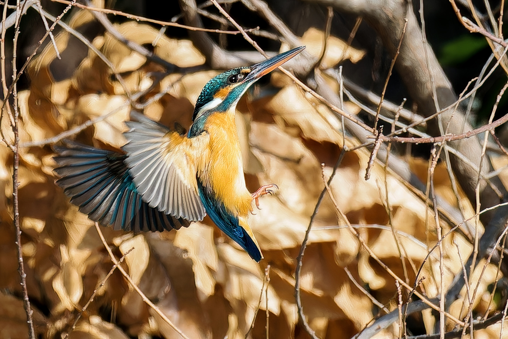 カワセミの飛着き