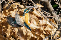 カワセミの飛着き