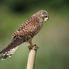 チョウゲンボウ♀