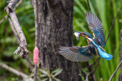 カワセミの捕獲②