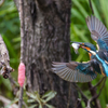 カワセミの捕獲②