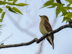 オオルリ♀