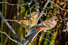 ベニマシコペアー