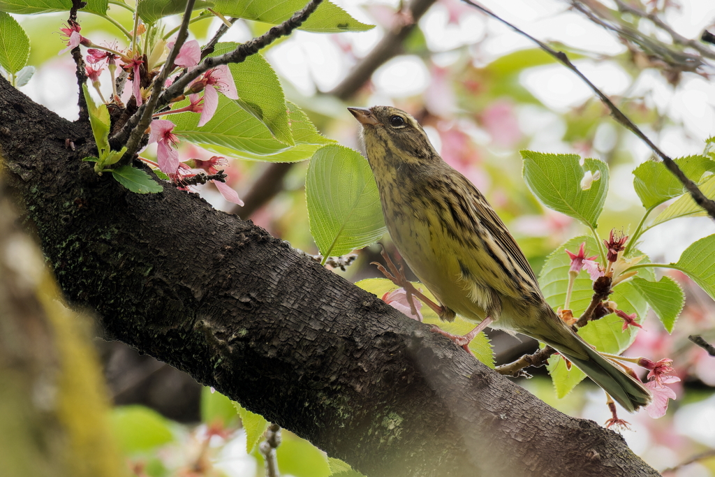 桜アオジ