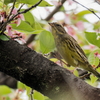 桜アオジ