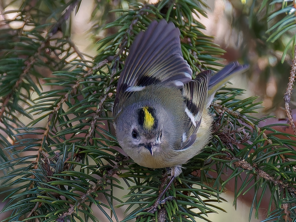 キクイタダキ②