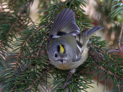 キクイタダキ②