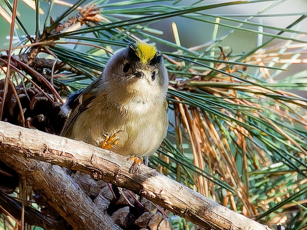 チョッピリ開いた菊ちゃん②