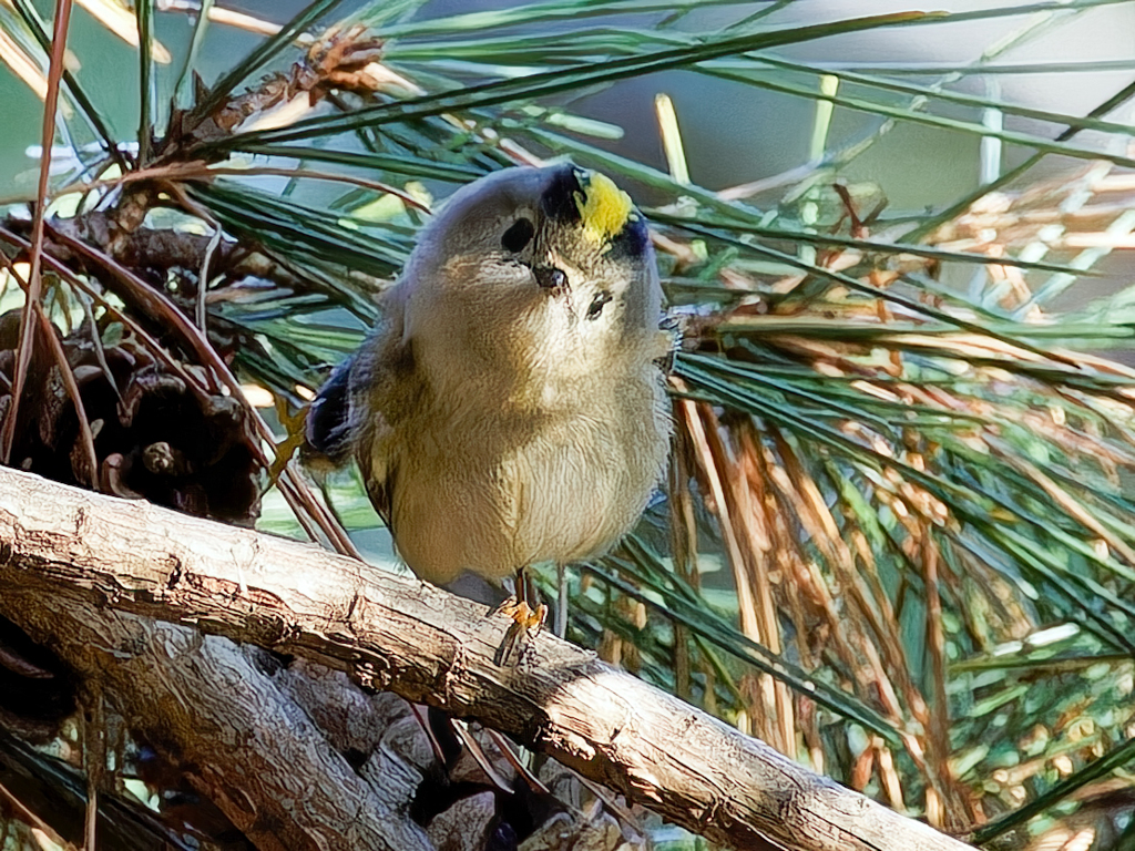 チョッピリ開いた菊ちゃん①