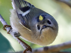 こっちを見た菊ちゃん