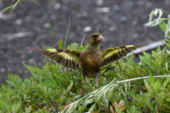 カワラヒワの飛着き