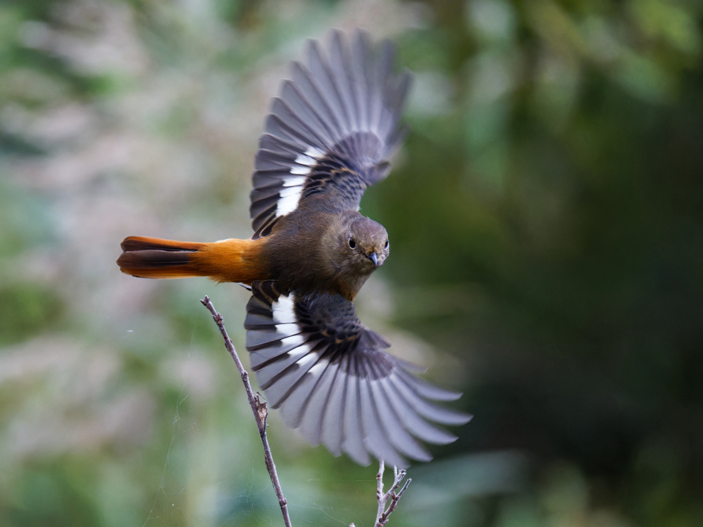 ジョウビタキ♀の飛び出し