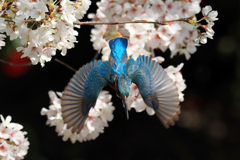 桜カワセミ②