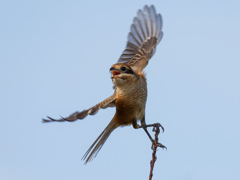 モズの飛び出し①