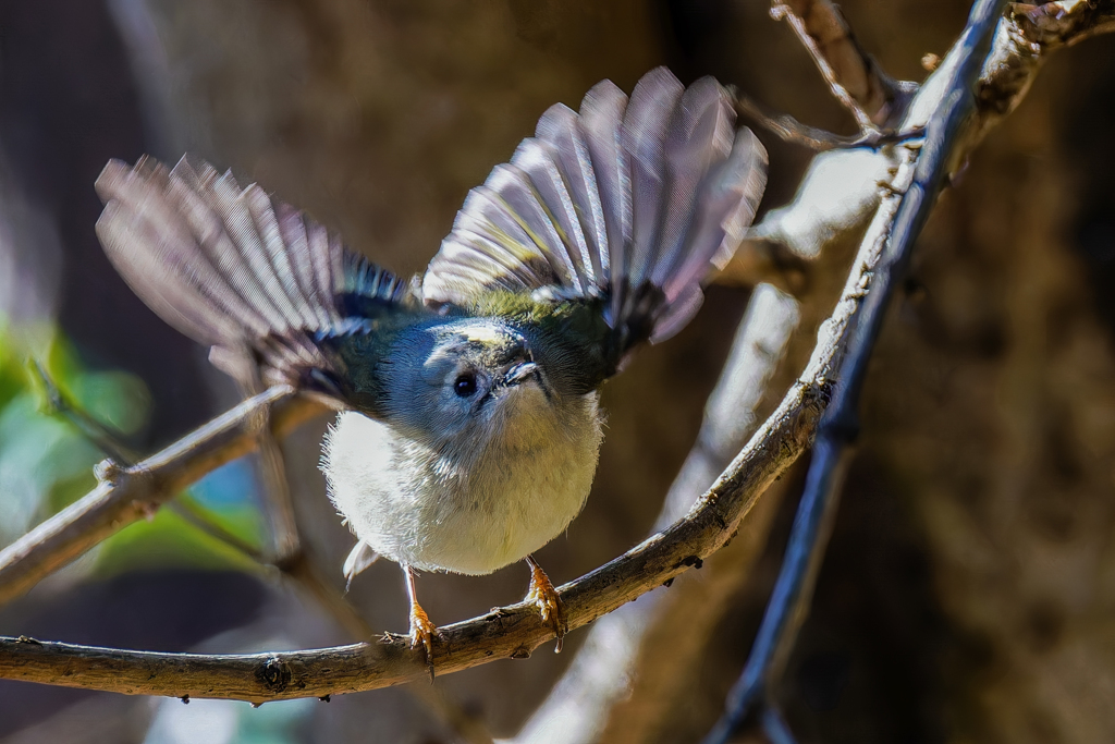 キクイタダキ①