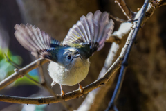 キクイタダキ①