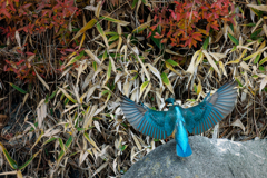 カワセミの飛着き