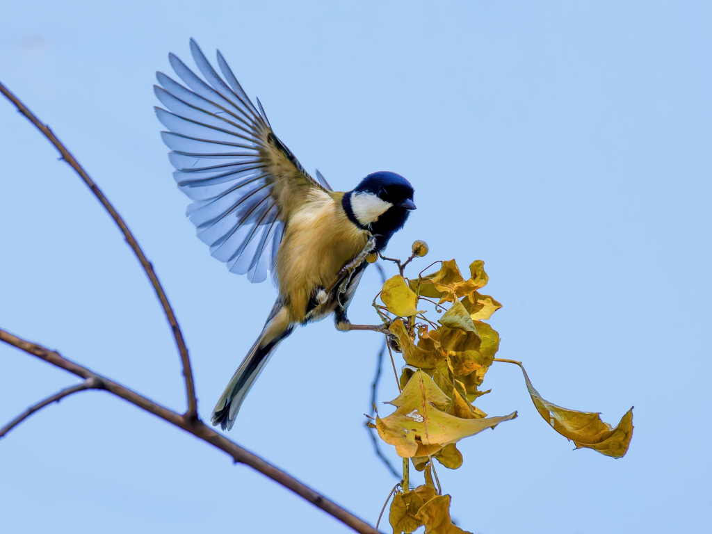 シジュウガラの飛び着き