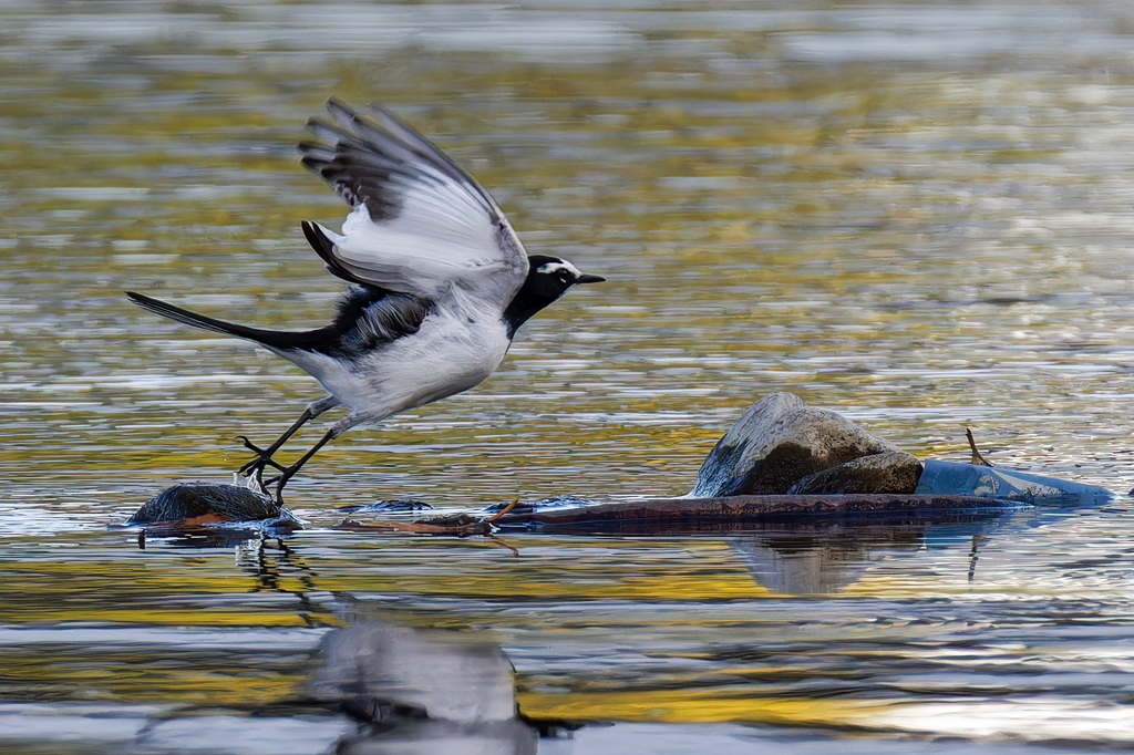 背黒セキレイの飛び出し