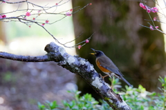 紅梅にオオアカハラ②