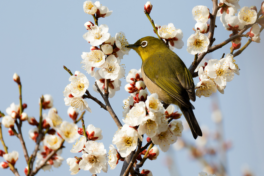 蜜を吸うメジロ
