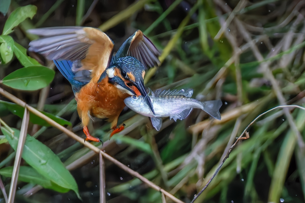 カワセミの飛び出し②