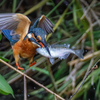 カワセミの飛び出し②
