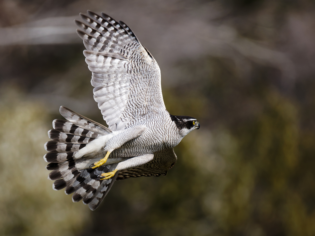 オオタカの飛び出し