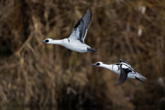 ミコアイサのＷ飛翔