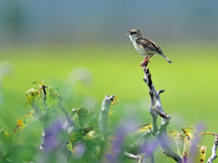 無花果で鳴くセッカ