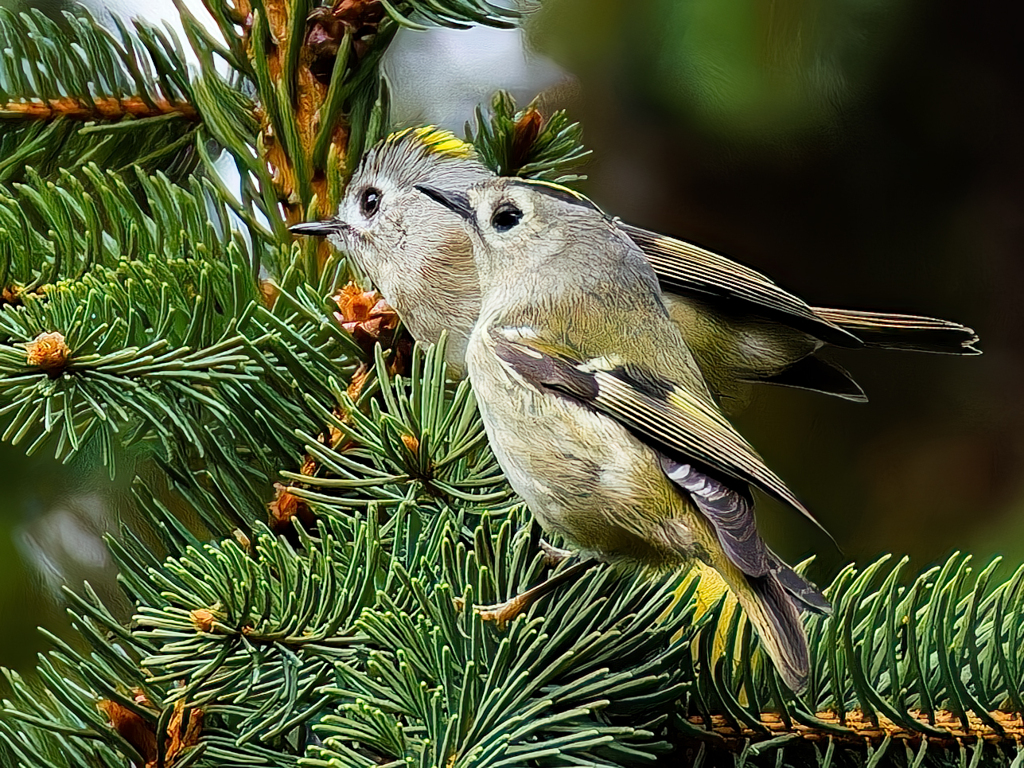 接近した菊ちゃん
